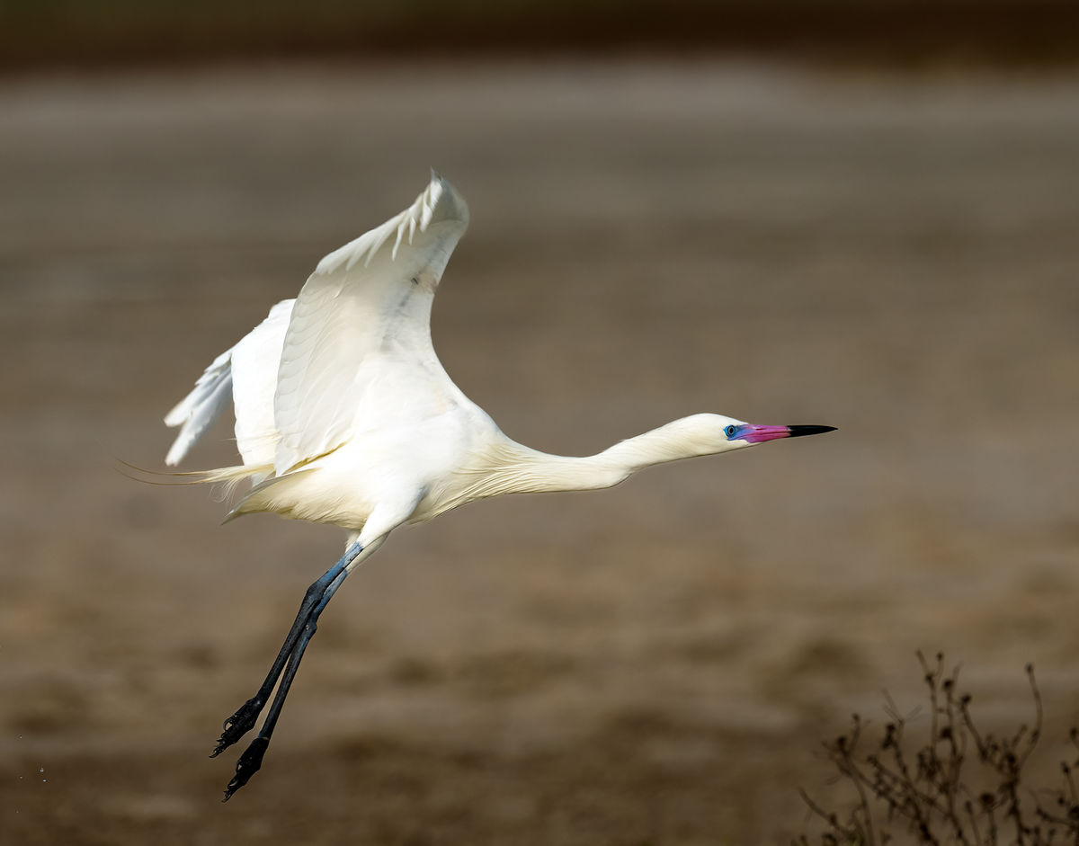 Reddish Egret (White Morph) Flyaway...