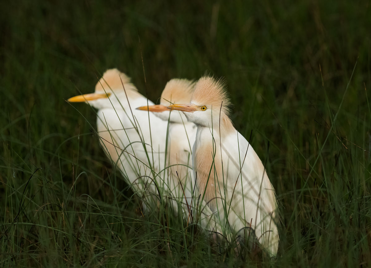 Cattle Egrets in the prairie grass...