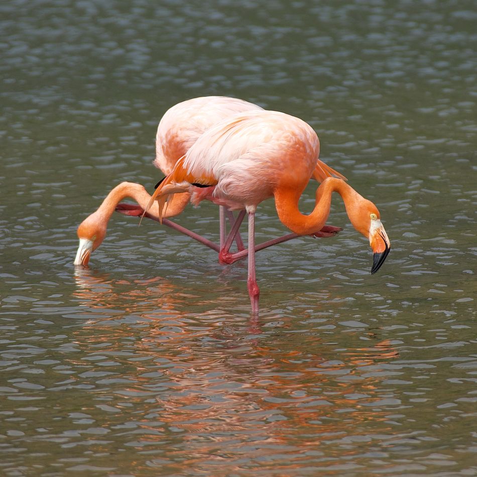 Pin k Flamingos...