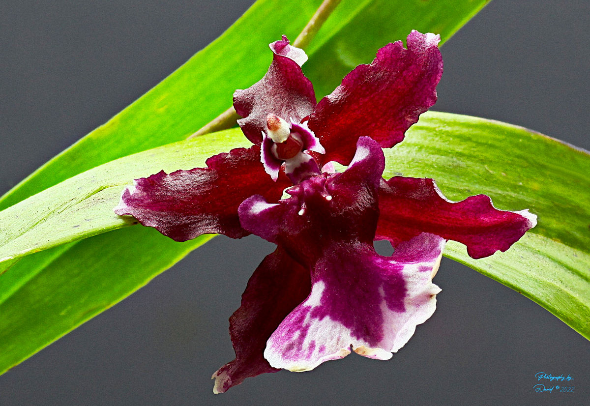 Cattleya Orchid...