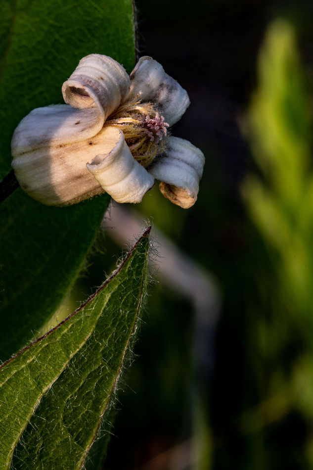 Fremonts Leather flower...