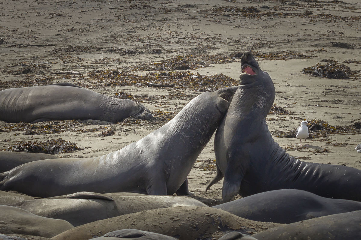 Sparring Elephant Seals...