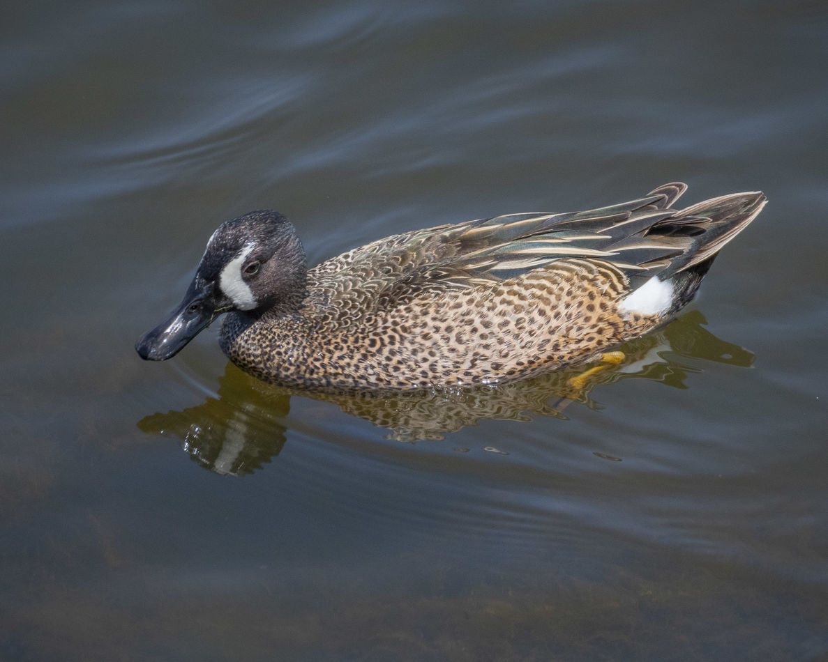 Blue-winged Teal...