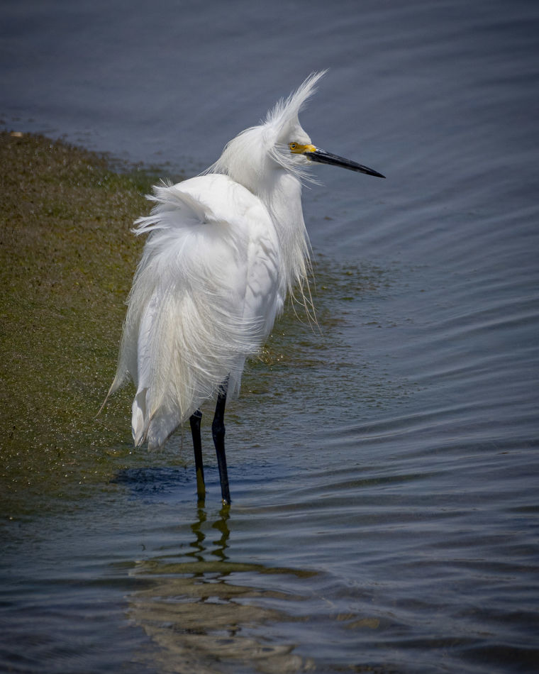 Snowy Egret with the wind at its back...