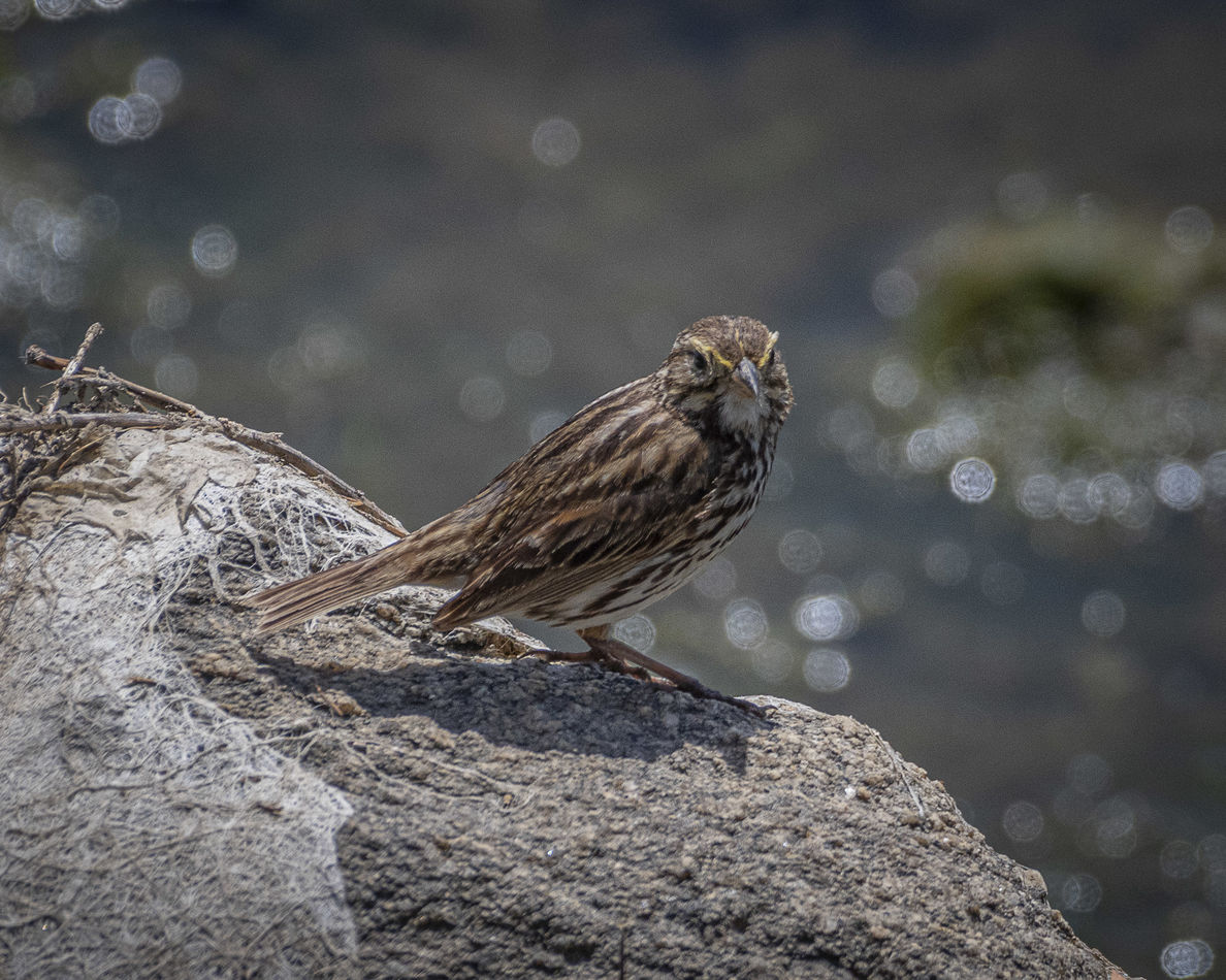 Savannah Sparrow (Beldings) only lives along coast...