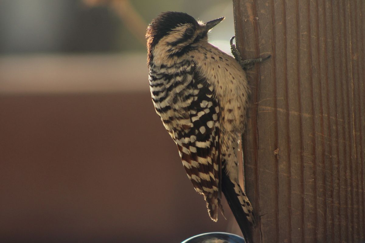 female ladderback woodpecker...