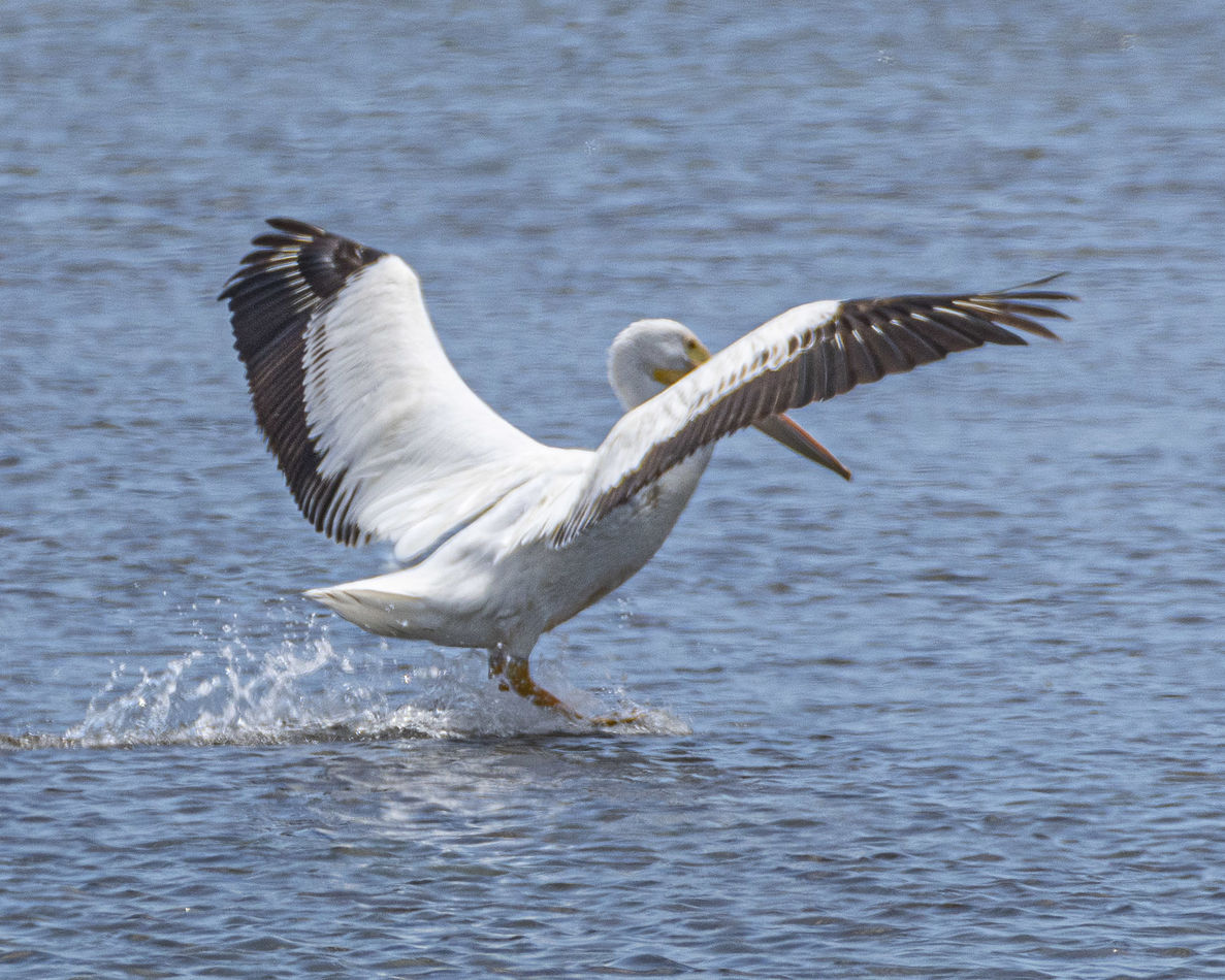 American White Pelican (part of a multi-image sequ...