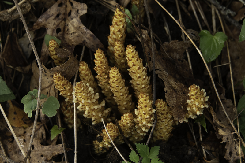 "Squawroot" a parasitic plant that grows on oak ro...