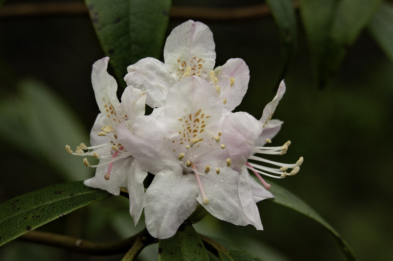 Great Rhododendron, a little weather-beaten but th...