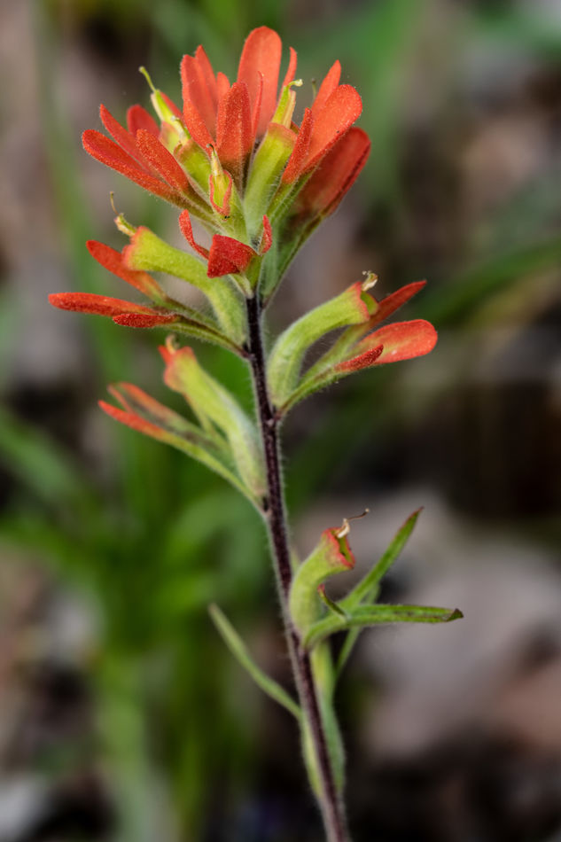 Indian paintbrush  one of few reds I saw in the gl...