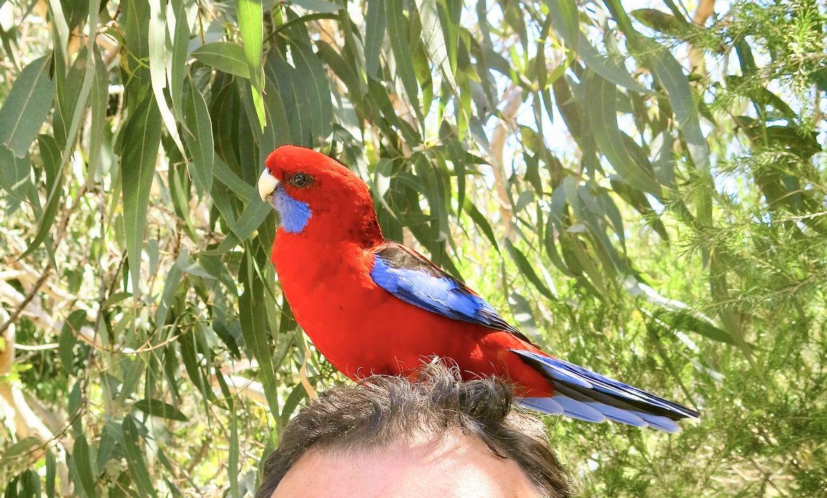 Our Aussie tour guide “volunteered” his head as a ...