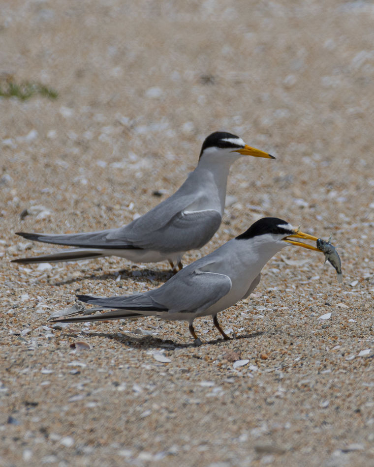 Least Terns - part of mating ritual...