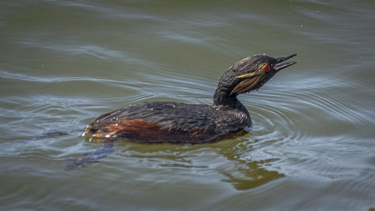 Same Eared Grebe surfacing from a dive...