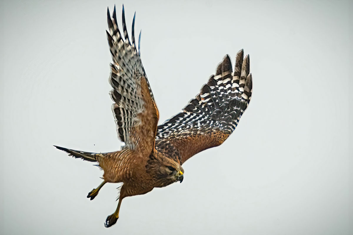 Red-shouldered Hawk at Los Angeles River, Long Bea...