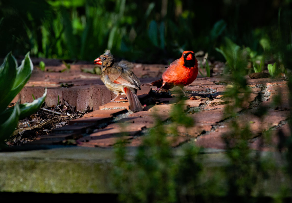 Female & male cardinals, she looks pretty beat up....
