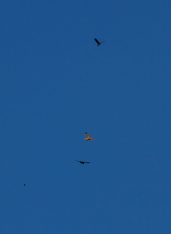 3 crows attacking a red hawk that was likely tryin...