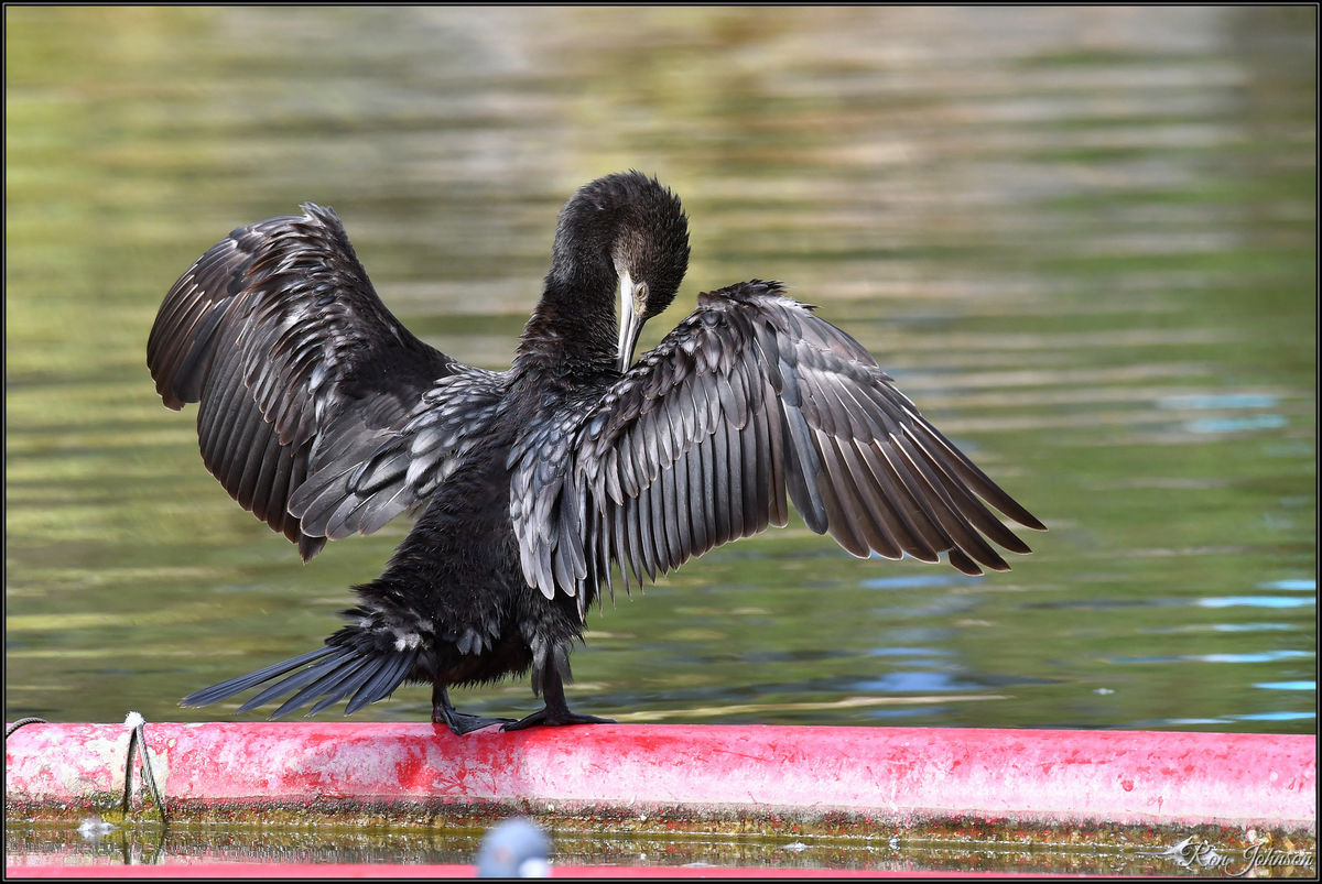 Black Cormorant...