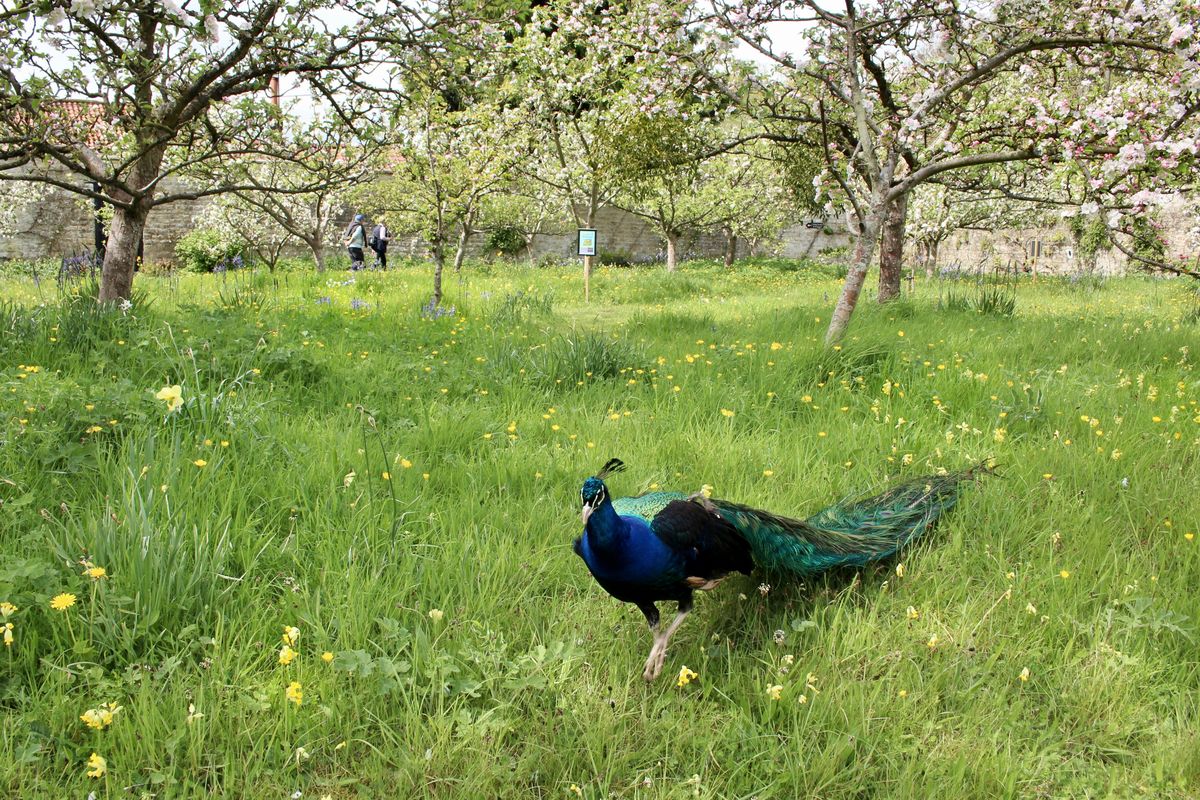 In the orchard...