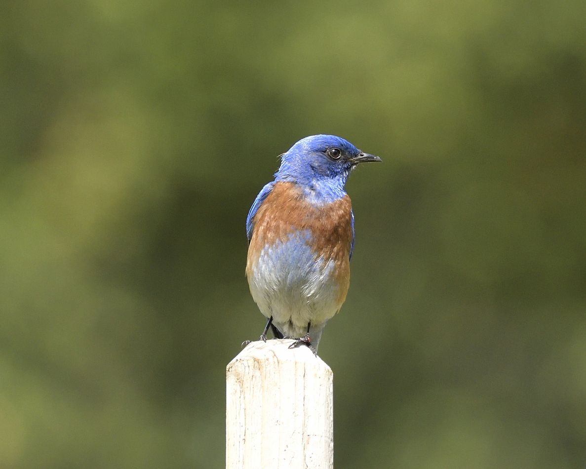 Male Western Bluebird...