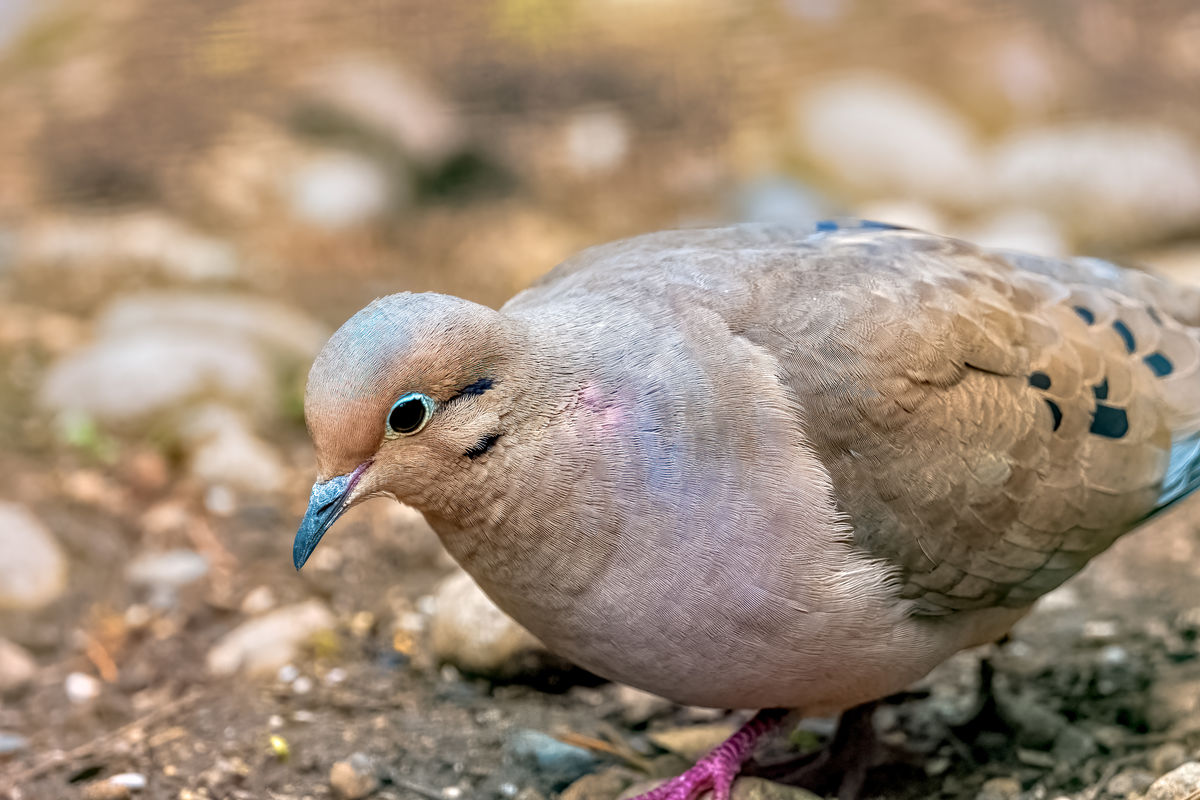 Male Mourning Dove...