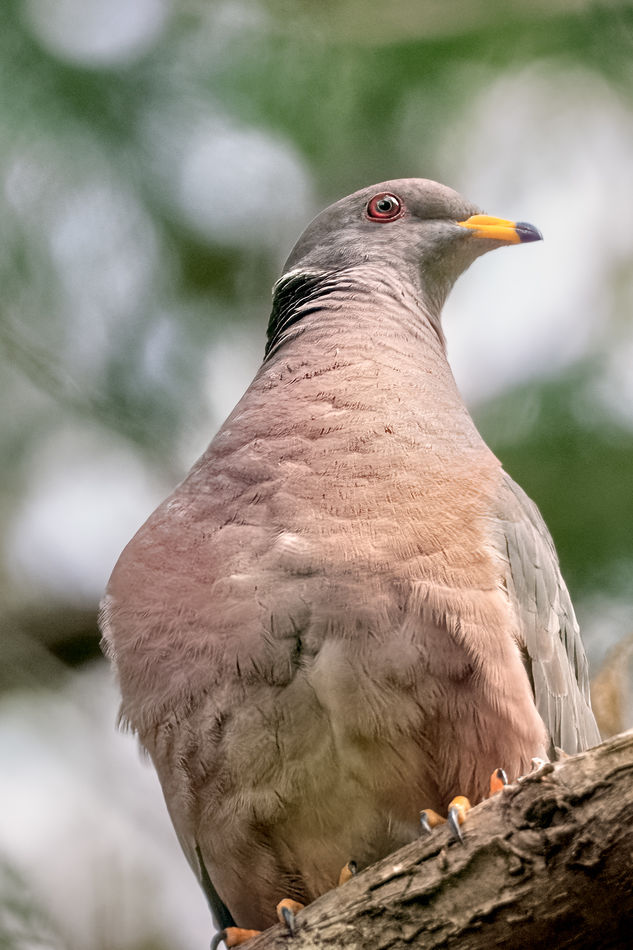 Band-tailed Pigeon...