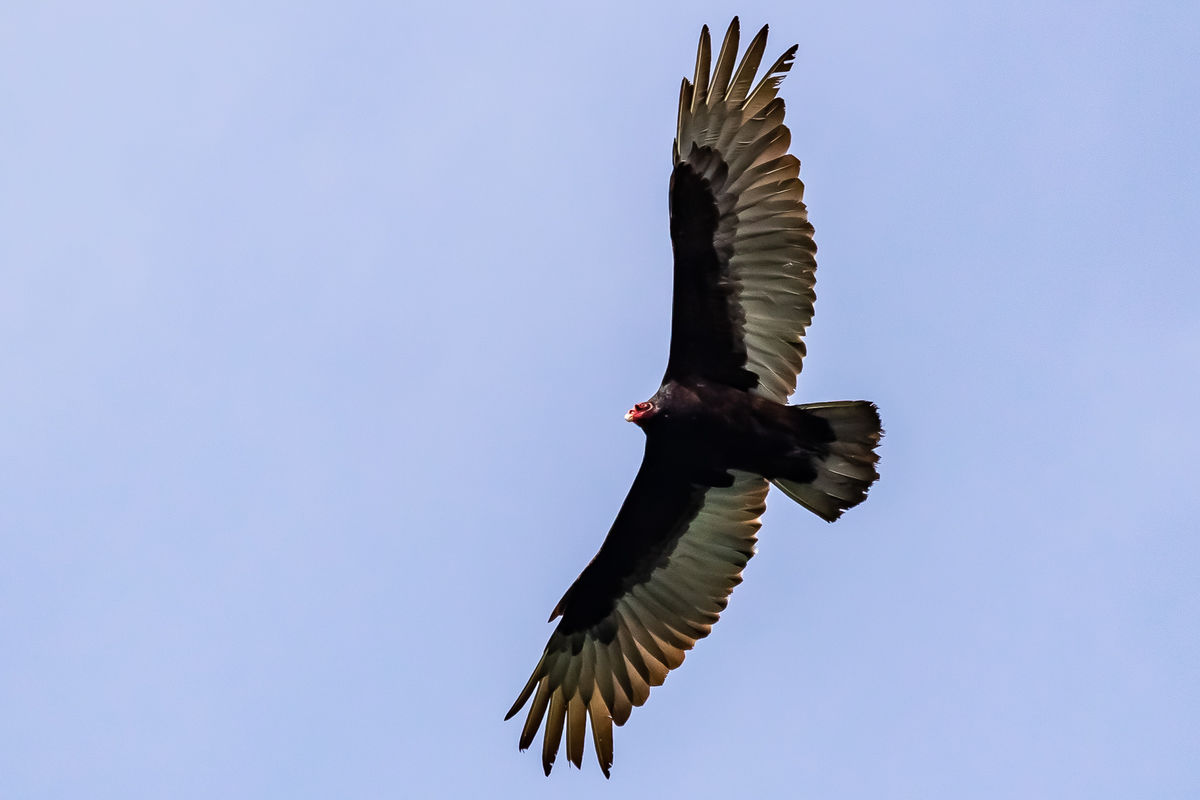 4. My first turkey vulture.. How did I not know th...
