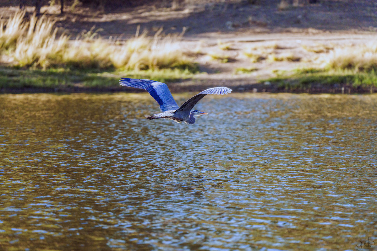 Blue Heron...