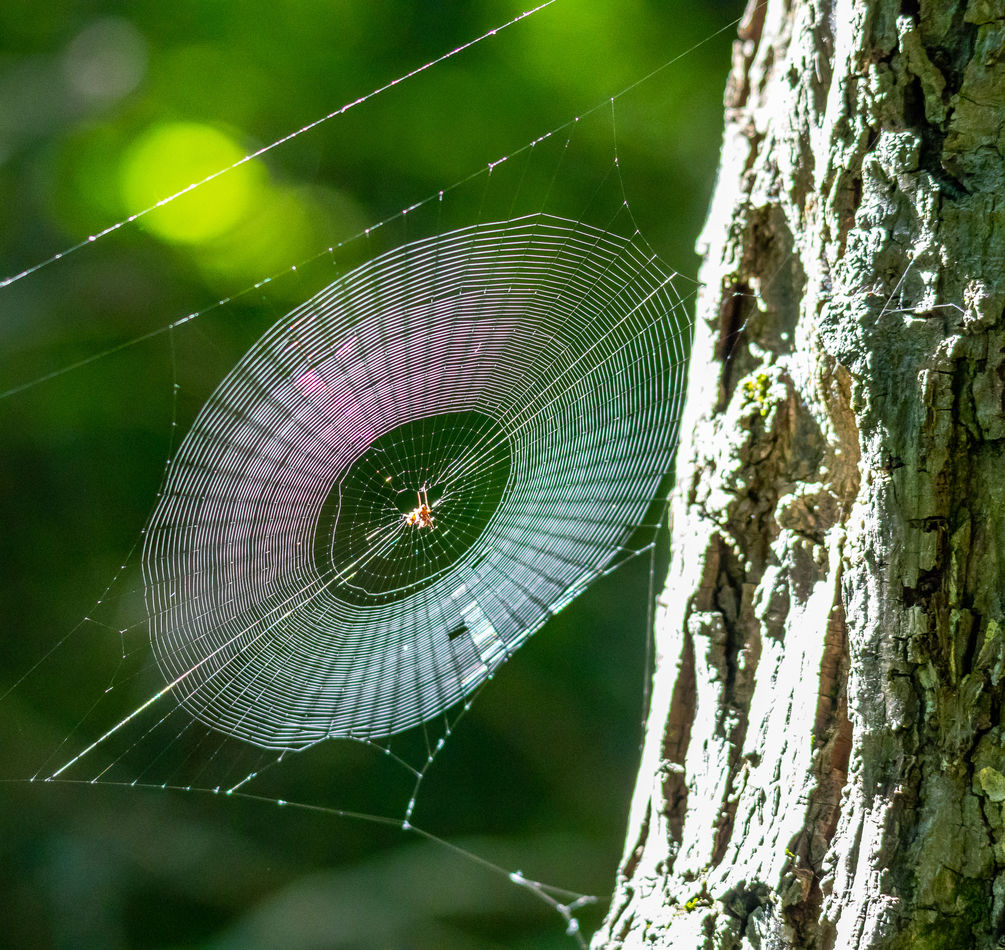 The first ray's of sun gave this web a beautiful r...