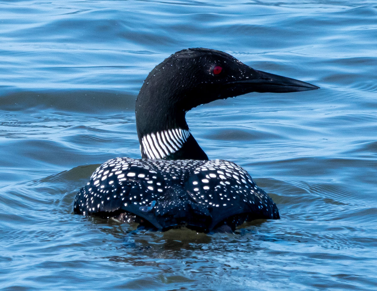Loon, the first time I have seen one this far sout...
