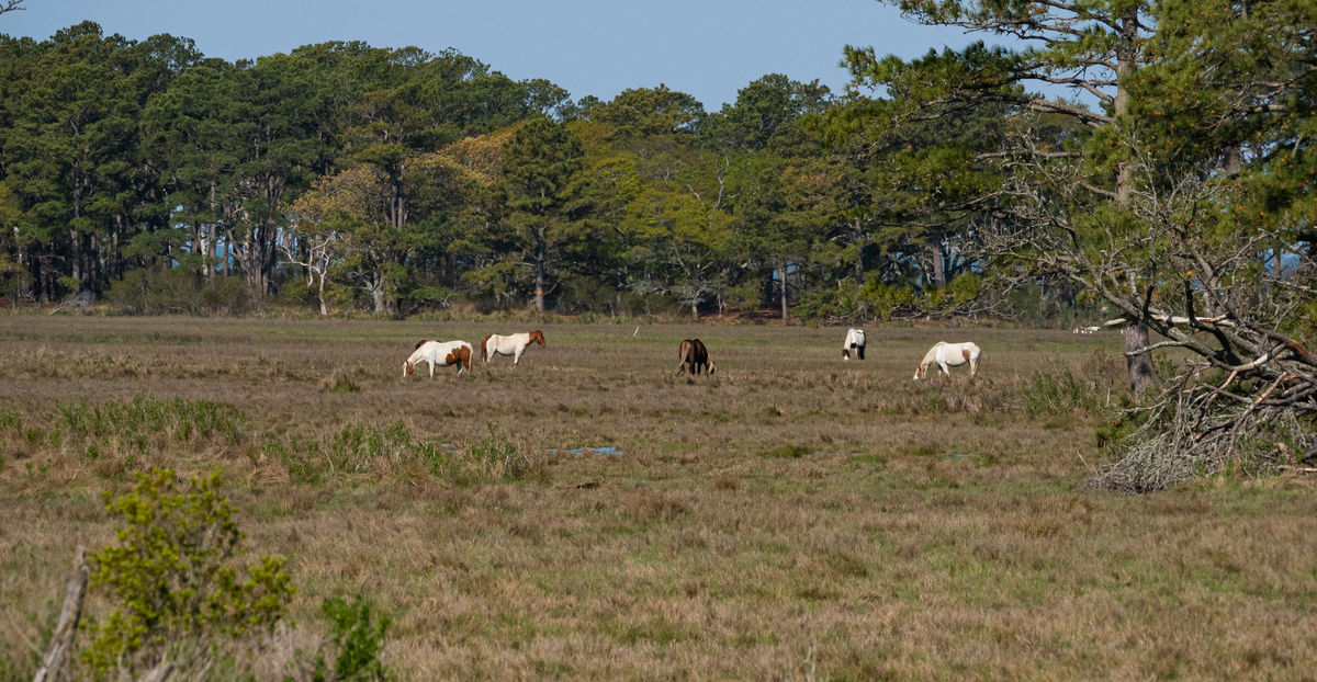 Some of the wild ponies...