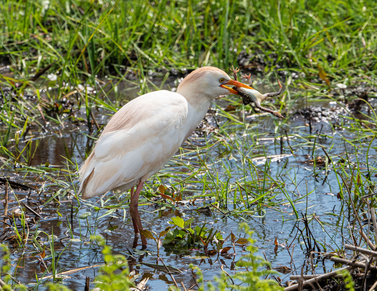 Cattle Egret with frog for lunch...