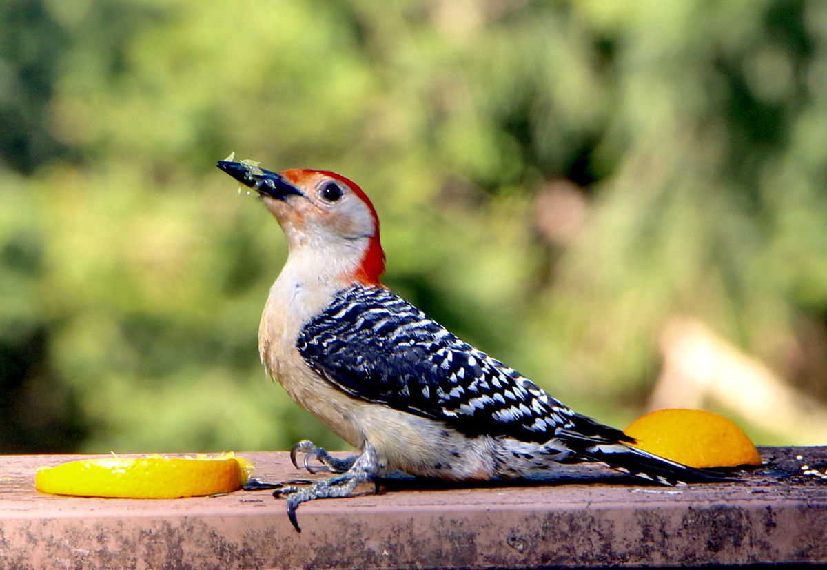 Red Breasted woodpecker-note his finger nails-love...