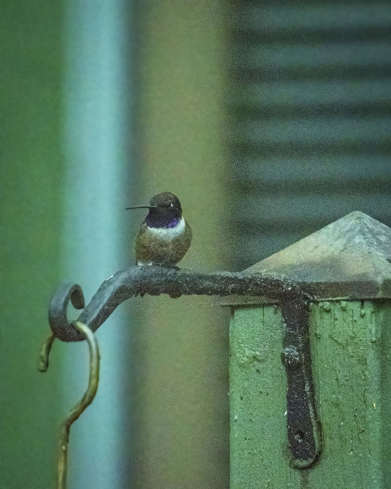 Black-chinned Hummingbird...