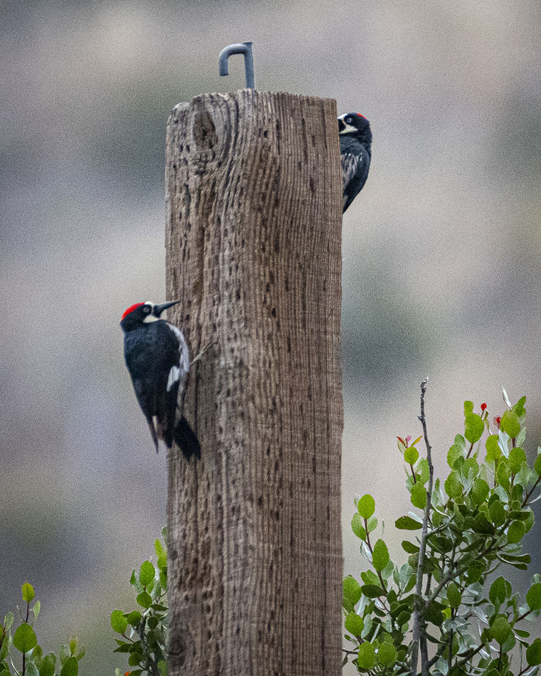 Acorn Woodpeckers...