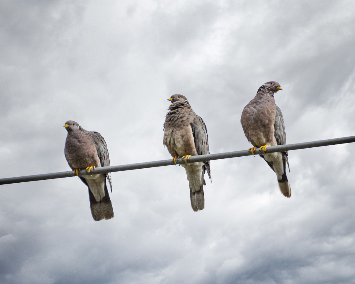Band-tailed Pigeons...