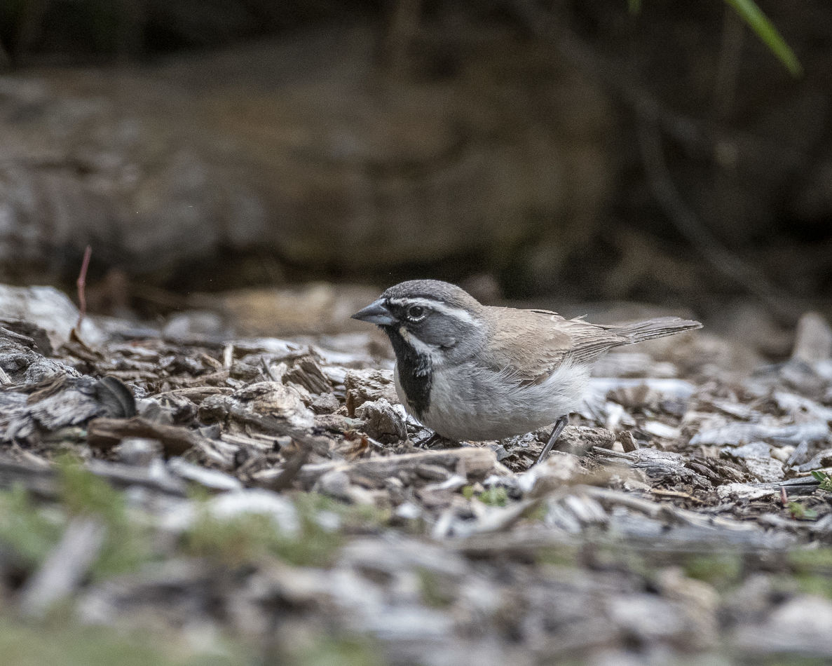 Black-throated Sparrow at Urban Forest...