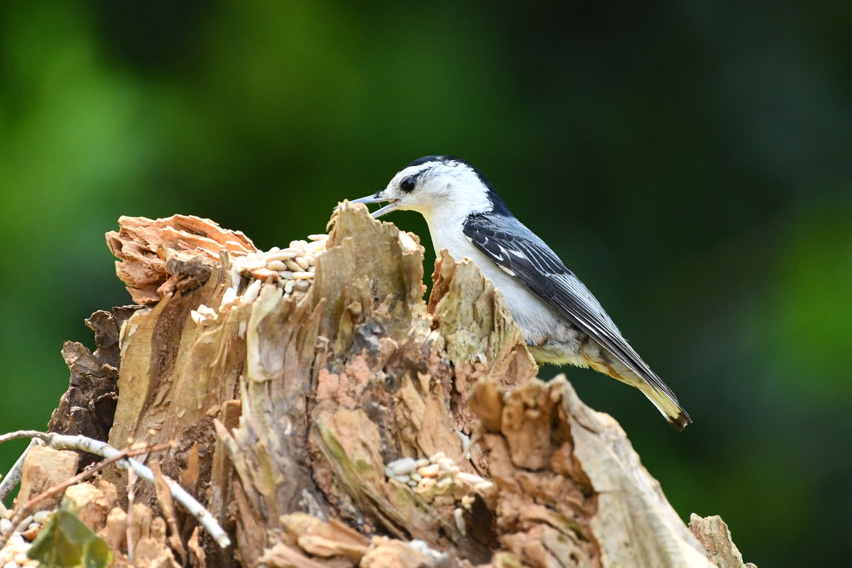 White- Breasted Nuthatch...