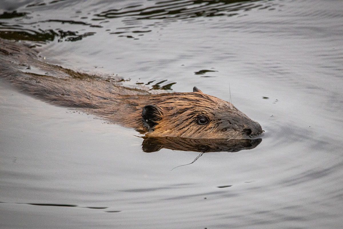 Beaver at the Swamp Good Morning...