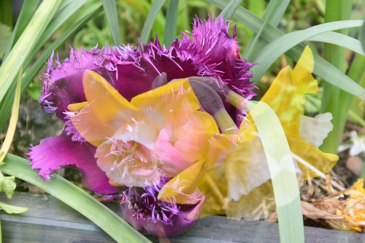 1. Tulip & daffodil....