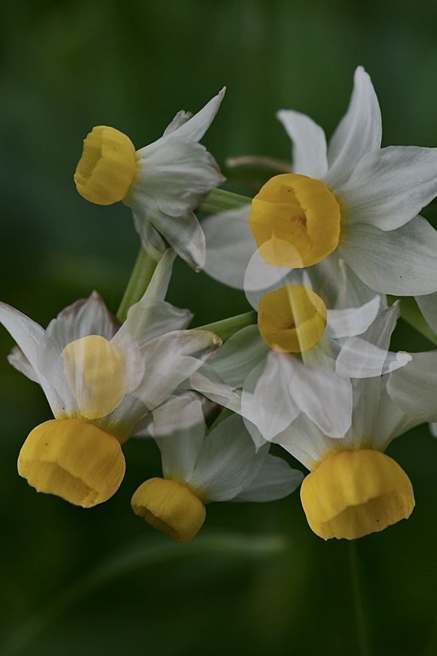 3.  Narcissi daffodils....