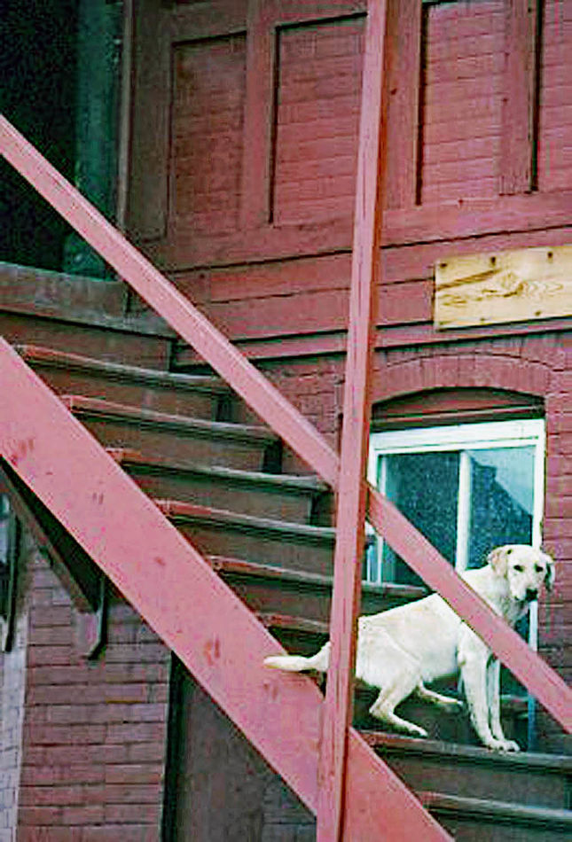 1968 September  Butte Montana  Dog on Steps...