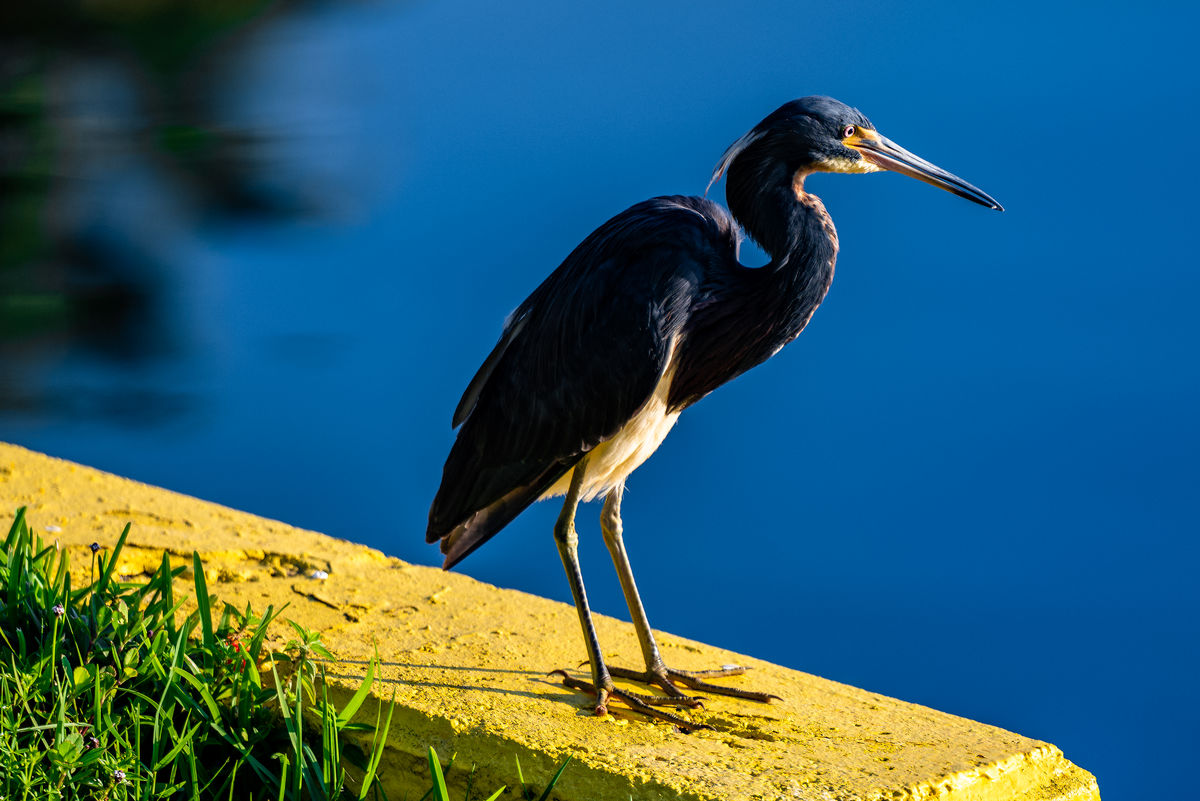 Tricolored Heron basking in the morning sun...
