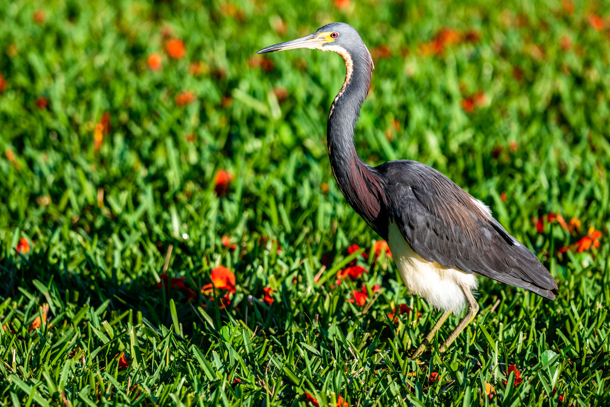 This Tricolored Heron was curious and came very cl...