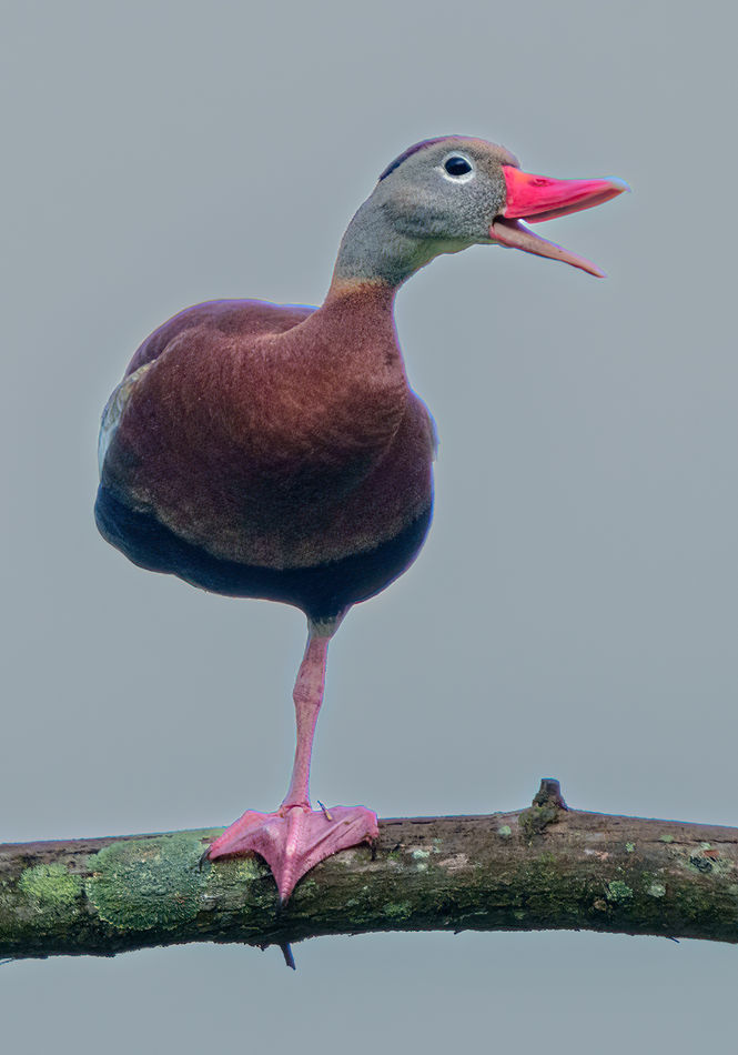 Whistling duck, I think...