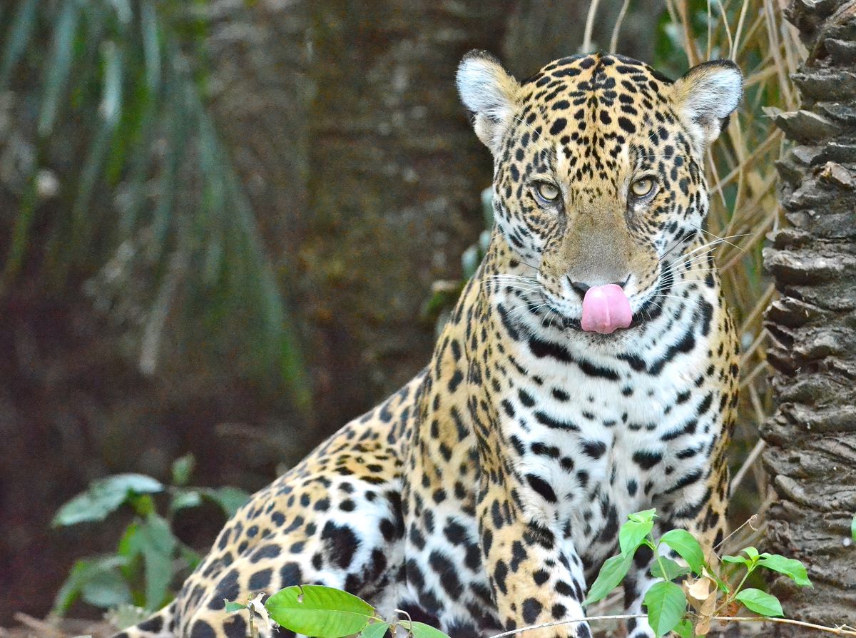 jaguar in the Pantanal...