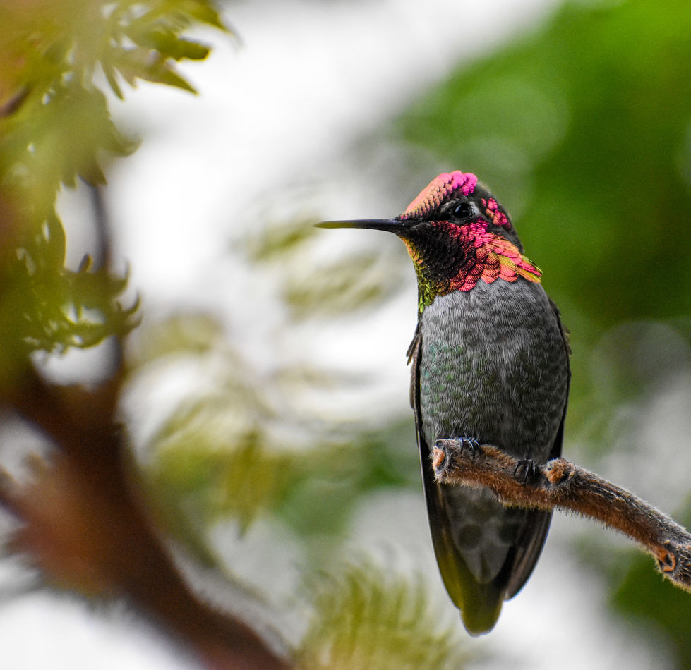 Always look on the bright side: Anna's hummingbird.