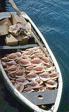 1968 Bahamas   Conch Harvest Boat...
