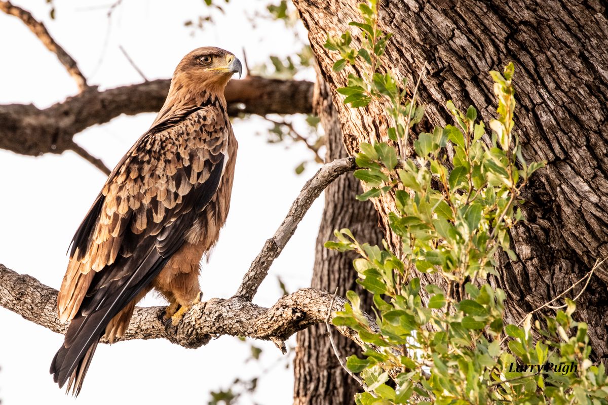 South African Eagle - Tawny Eagle: One of the many eagles in southern ...