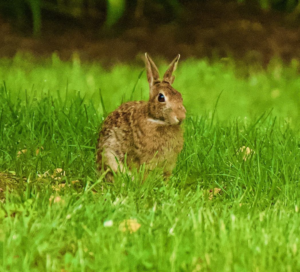 lone-bunny-i-don-t-see-many-rabbits-in-my-neighborhood-anymore-this-is