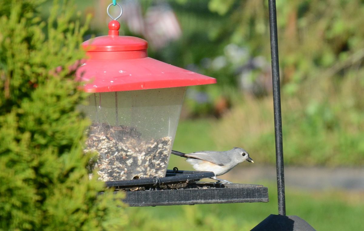 Bird identification I have a lot birds that come to my feeders but